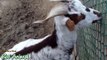 Happy goats in farm animals - Fimal