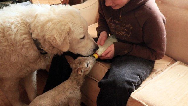 Maremma guard dog helps keep a lamb tidy during bottle feeding.