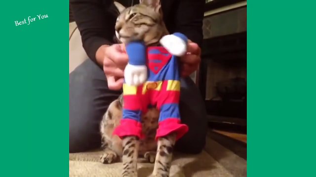 Funny Cats Vine Compilation. Compilacion de vines de gatitos divertidos.