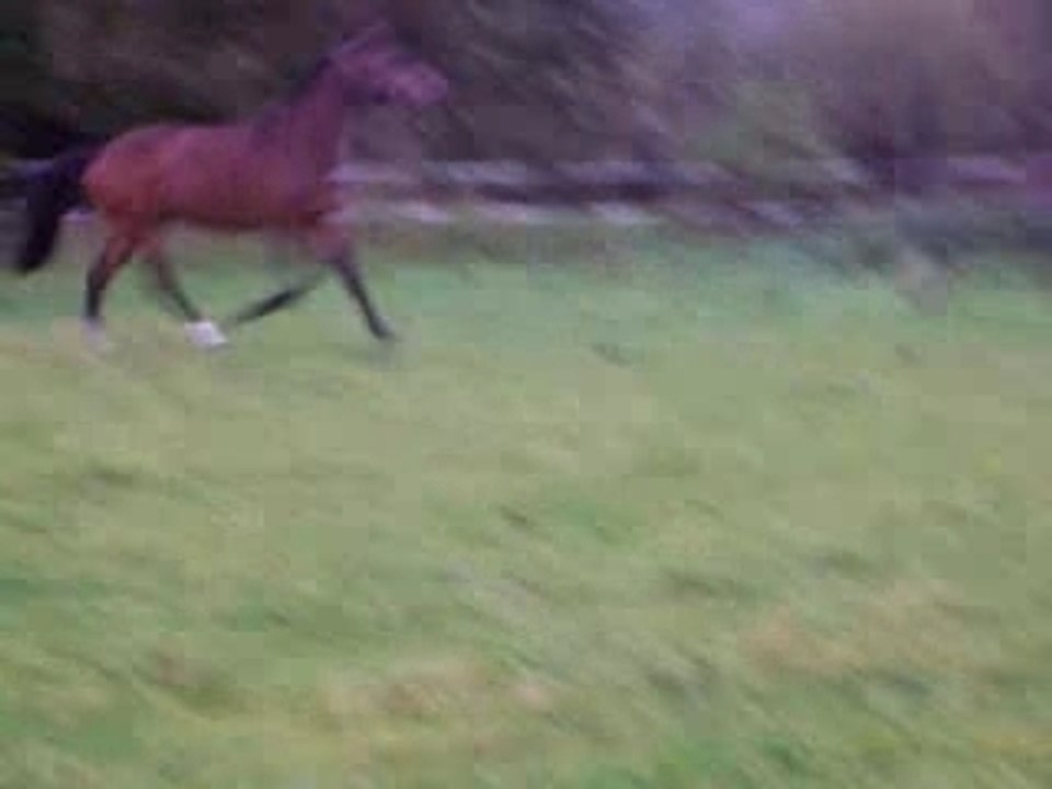 au galop