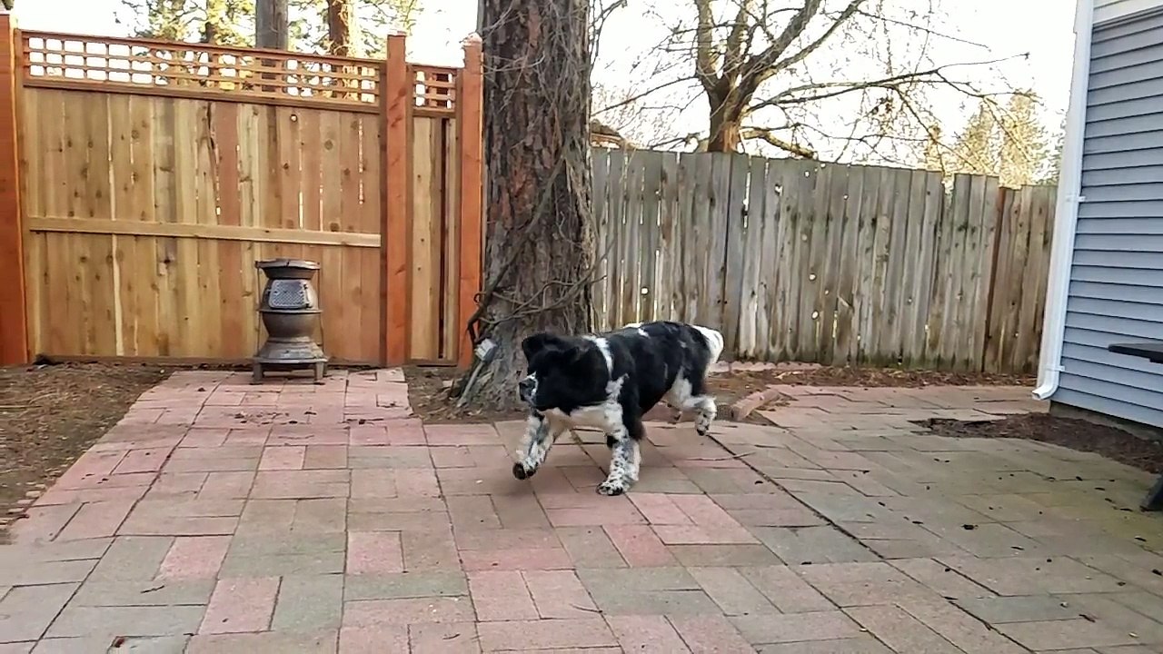 Gorgeous Giant Dog in Slow Motion!!