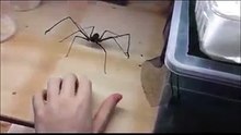 حيوان أغرب من الخيال شيء لا يصدق