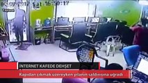 İnternet kafede dehşet: Yılan böyle saldırdı