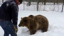 [MP4 720p] Viral Video UK_ Having a bear wrestle in the snow