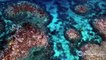 'Two-thirds of Great Barrier Reef hit by coral bleaching'