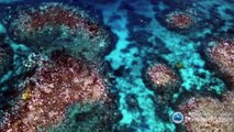 'Two-thirds of Great Barrier Reef hit by coral bleaching'