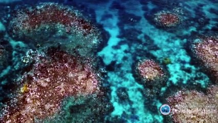 'Two-thirds of Great Barrier Reef hit by coral bleaching'