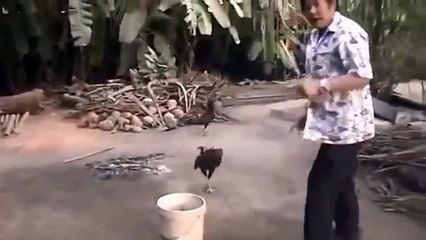 Il fait vraiment le coq celui-là !