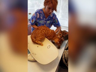 Ce chat a vraiment peur que son copain ne rentre pas à la maison !