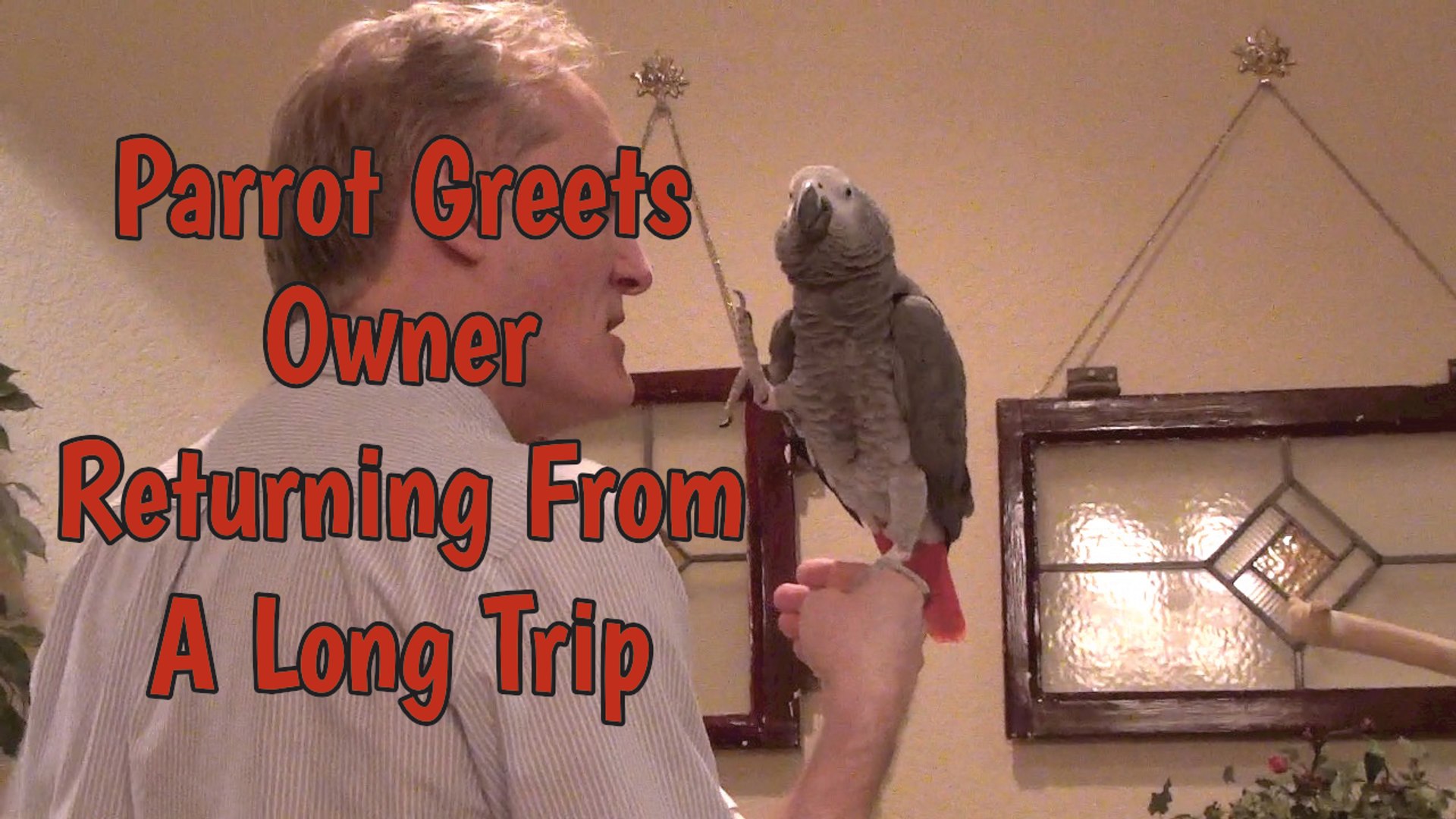 ⁣Einstein the Parrot welcomes his owner home after a long trip away
