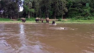 Elefante rescatista