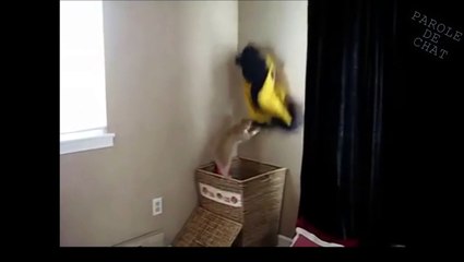 ATTRAPE CHAUSSETTES - PAROLE DE CHAT-i1bDm2zZVtE