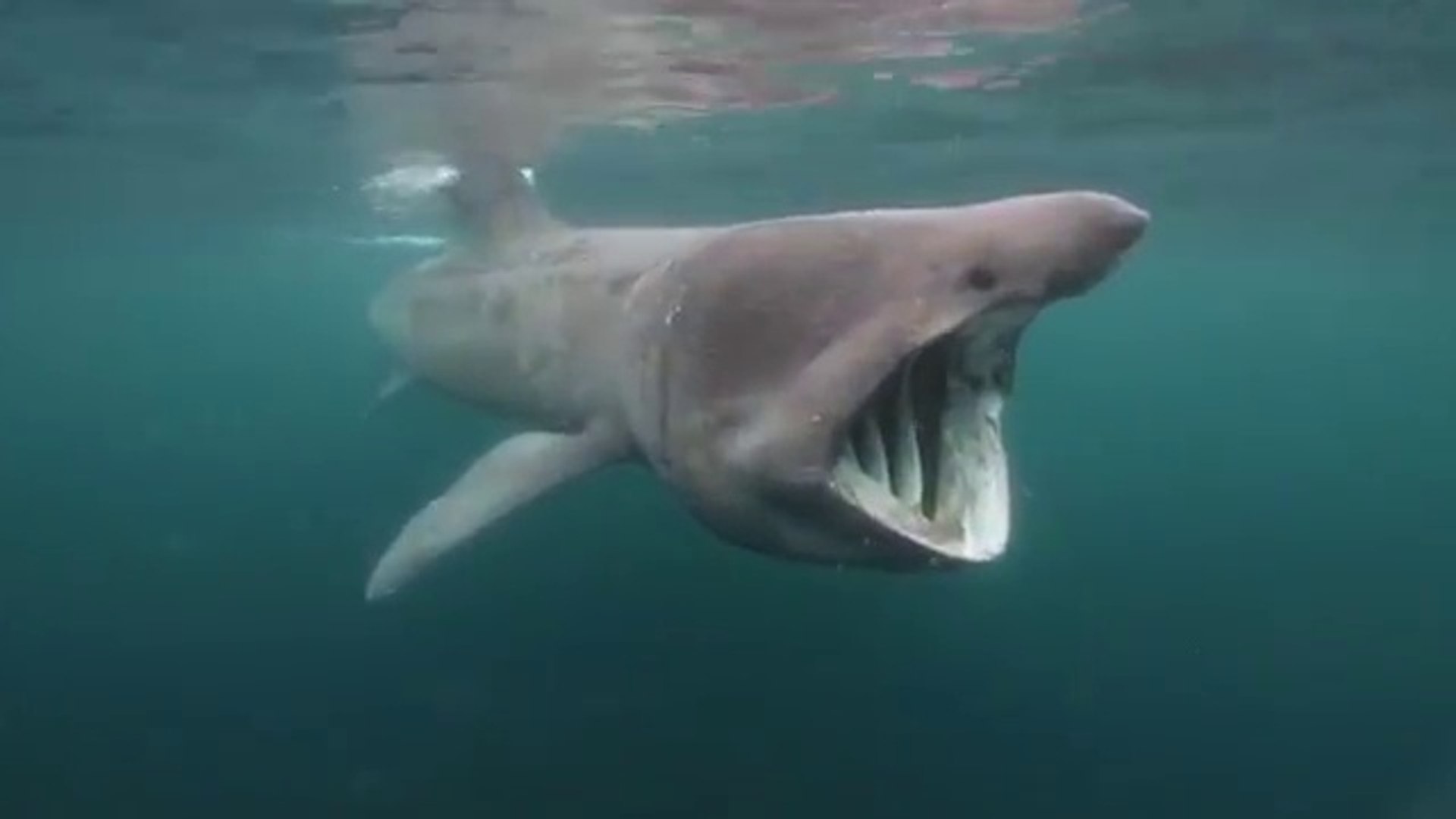 Elephant shark or Basking Shark (Cetorhinus Maximus)