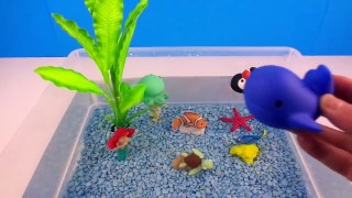 Learn Sea Animal Names, and colors and Counting numbers with Aqu