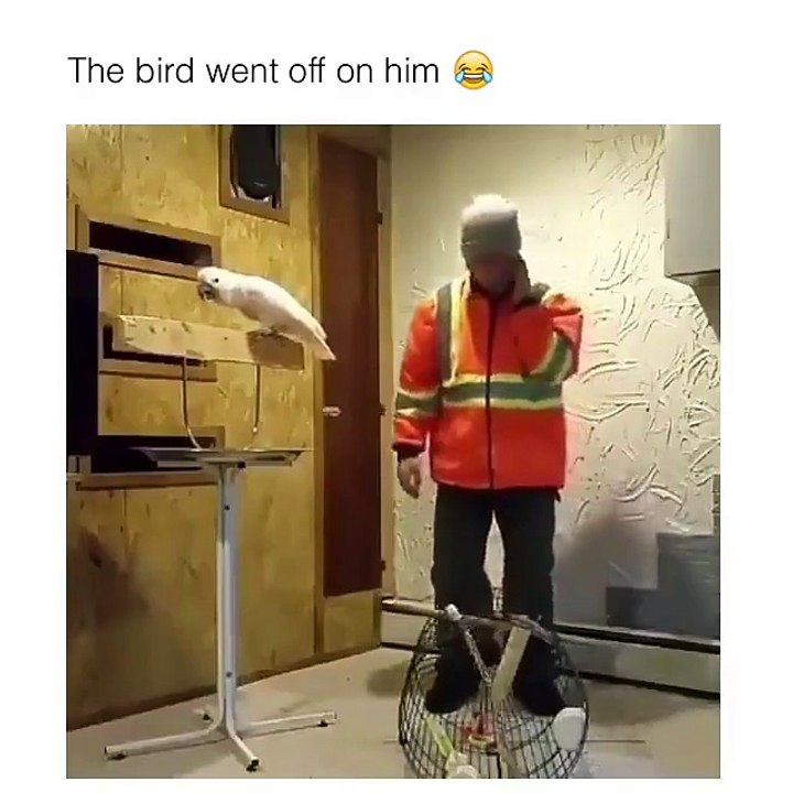 Original Angry Bird