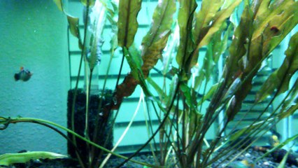 Rabbit Snails cryptocorne Aquarium