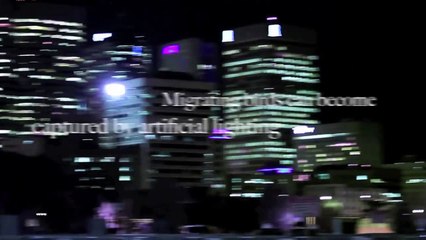 Light pollution and its impacts