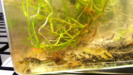 Dwarf Orange and Cajun Crayfish Aquarium Moved