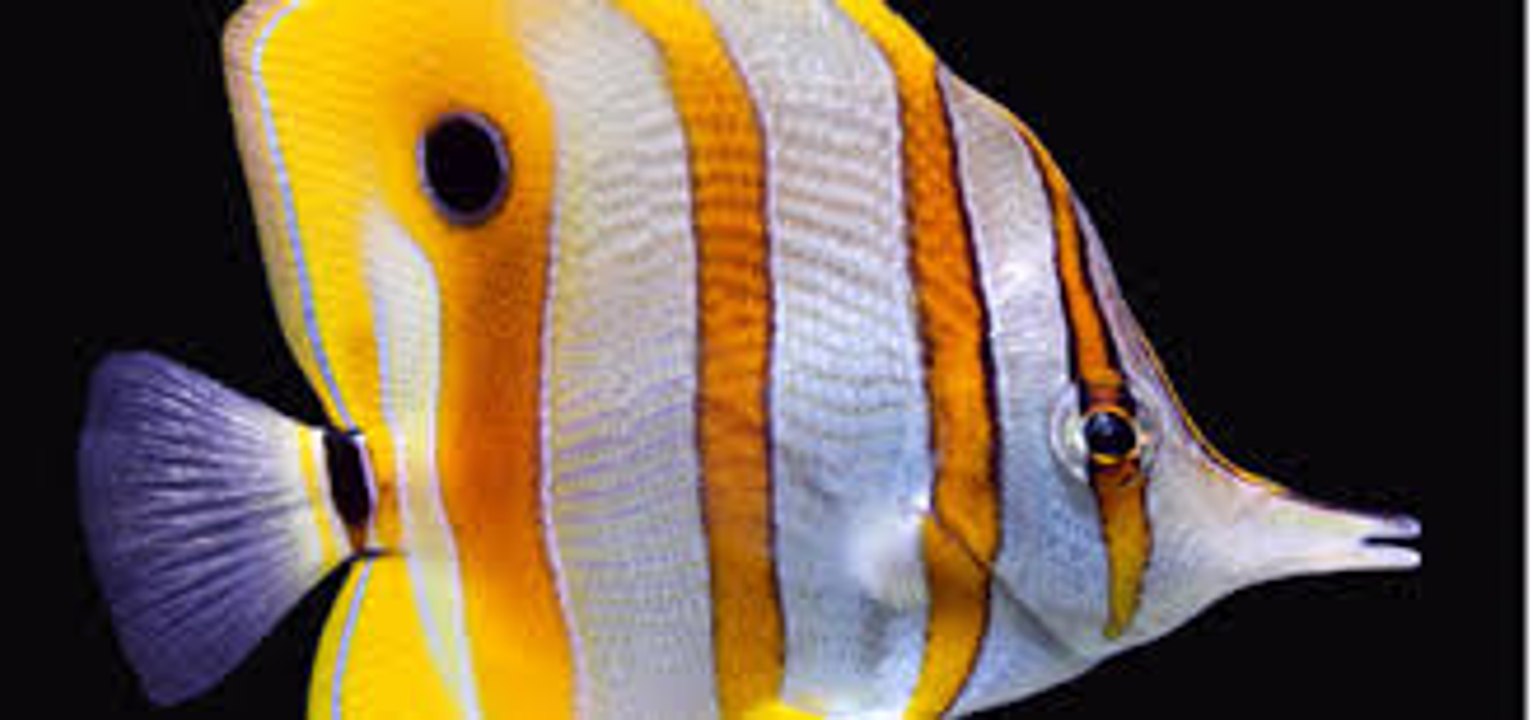 Comment Dessiner Un Poisson Papillon Dessin Facile à Reproduire Par étape Dun Poisson Papillon