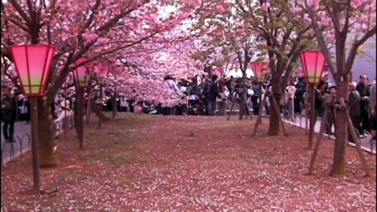 荒谷竜太さくら桜 (6)