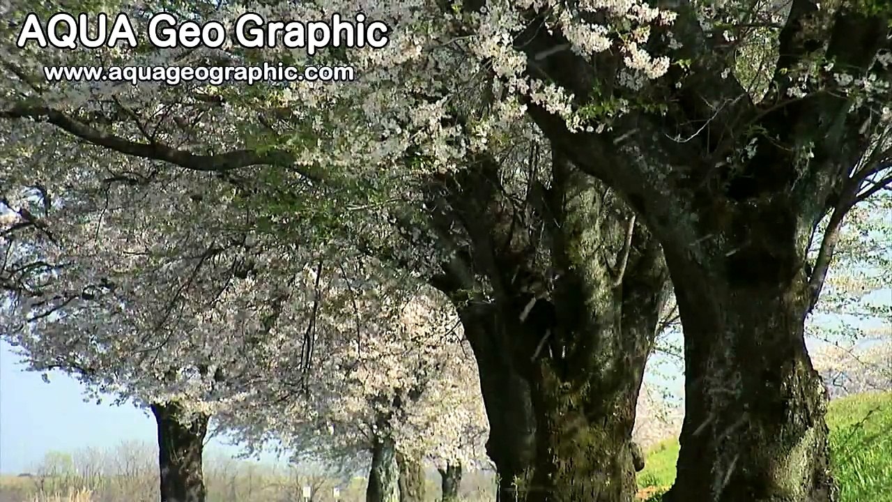 荒谷竜太さくら桜 (9)