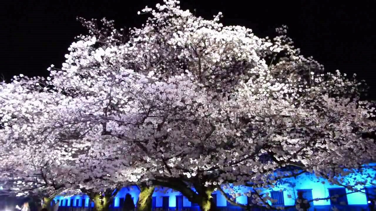 荒谷竜太さくら桜 (4)