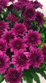 Chrysanthemum Flower Delivery in Pune - Blooms Only