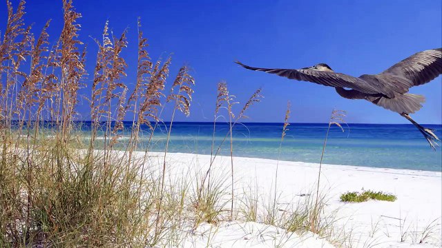 Enjoy Luxurious Amenities In Panama City Beach Vacation Rentals