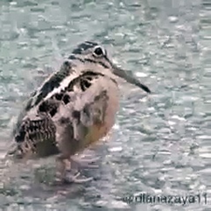 Amazing Bird (Must Watch)