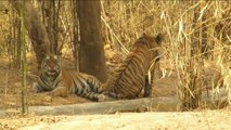 Science - Tiger Mating process (make love)