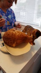 "Aller viens on rentre à la maison"... Adorable le chat!