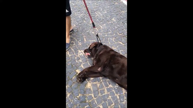 Ce chien n'avait pas vraiment envie de sortir se promener...