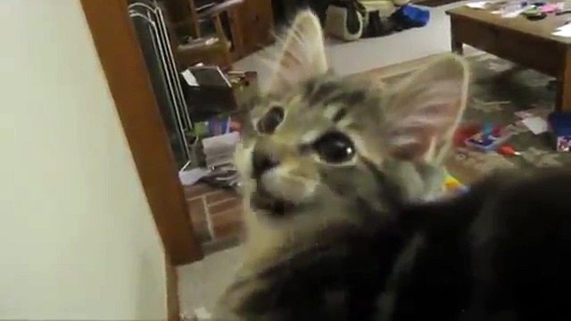 Katze bemerkt einen Käfer an der Wand, aber hör dir das Geräusch an, das er macht ... Oh mein Güte, was ?!