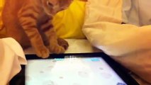Kätzchen versucht virtuelle Mäuse zu fangen, fängt stattdessen mein Herz