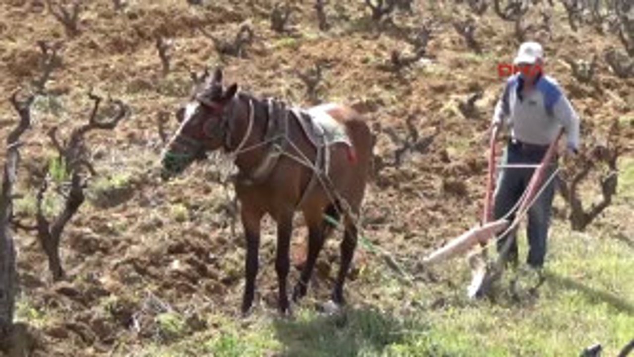 Çanakkale Atı ve Sabanıyla Teknolojiye Meydan Okuyor