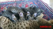 Cute Kitten And Her Mother Cat Playing And Sleeping