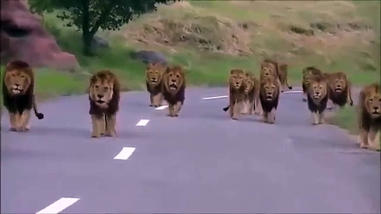 Lions Walk In The Road | Kings are Walking