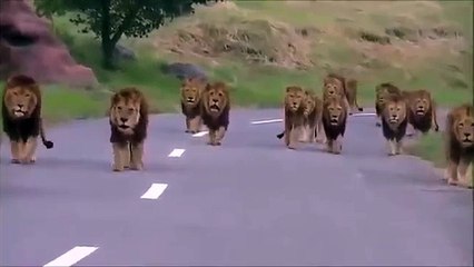 Lions Walk In The Road | Kings are Walking