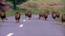 Lions Walk In The Road | Kings are Walking