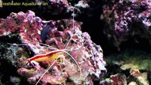 Freshwater Aquarium Fish _ Shrimp tank-hp1ryZMVpOk