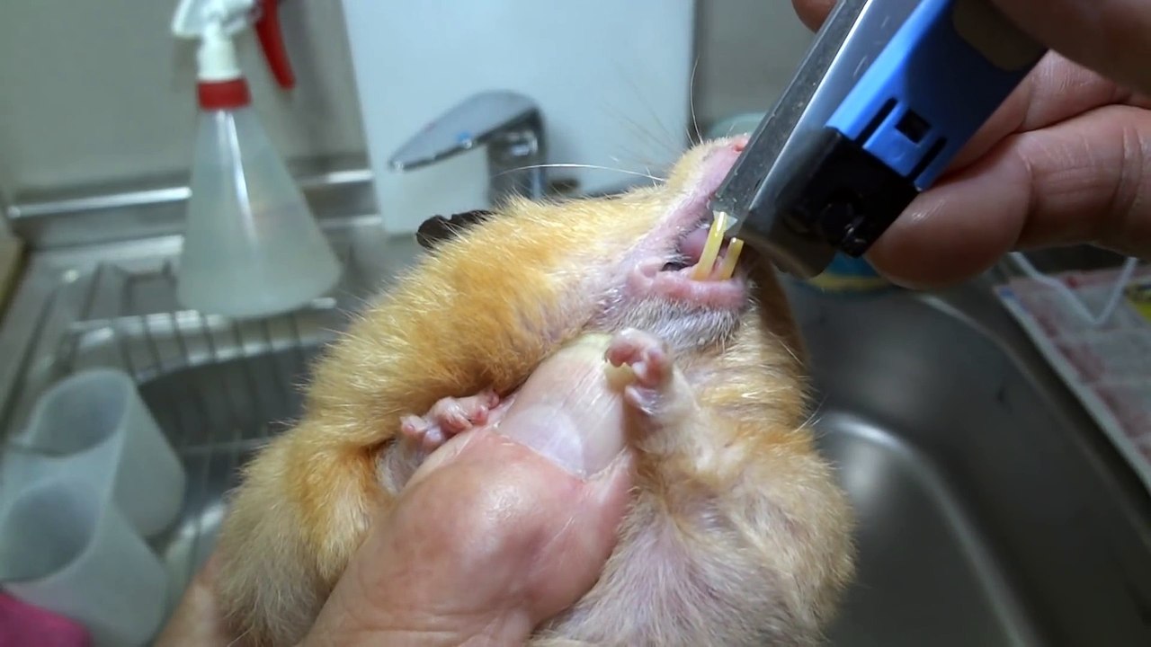 吉川利彦モルモル (7)