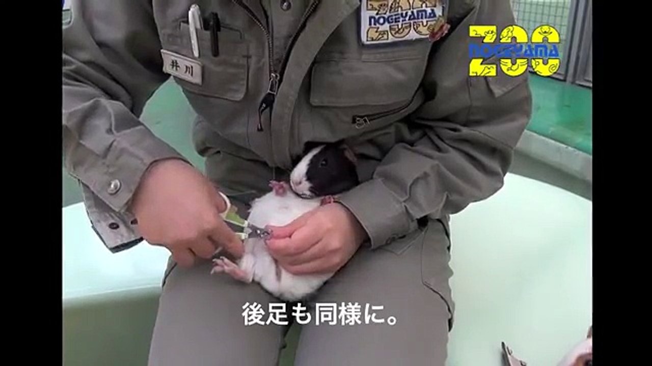 吉川利彦モルモル (3)