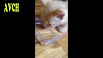 Funny little kitten sneezing 4