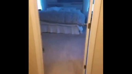 Ce chien réveille son maître du la plus belle des manière