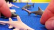 JAWS Shark Toy   BONUS Surprise Shar