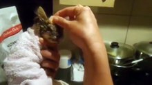 Ce chaton abandonné et malade allait mourir mais ses sauveurs ont changé sa vie