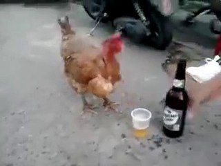 a hen who drinks beer