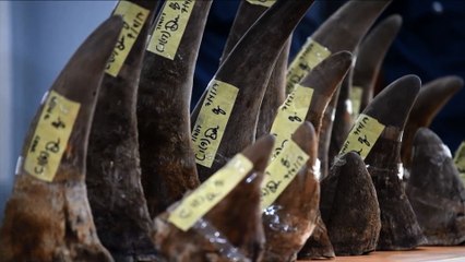 18 cornes de rhinocéros d'Afrique saisies en Malaisie