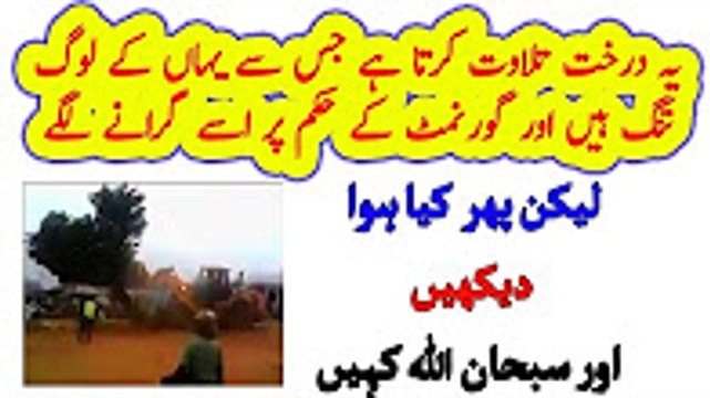 ‫ایک درخت جو تلاوت کرتا ہے جب گرانے لگے تو کیا ہوا‬ -
