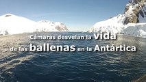 Cámaras desvelan la vida de las  ballenas en la Antártica